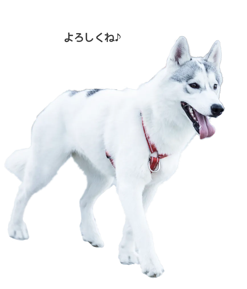 「よろしくね♪」と吹き出しを出している白いハスキー犬のイラスト。