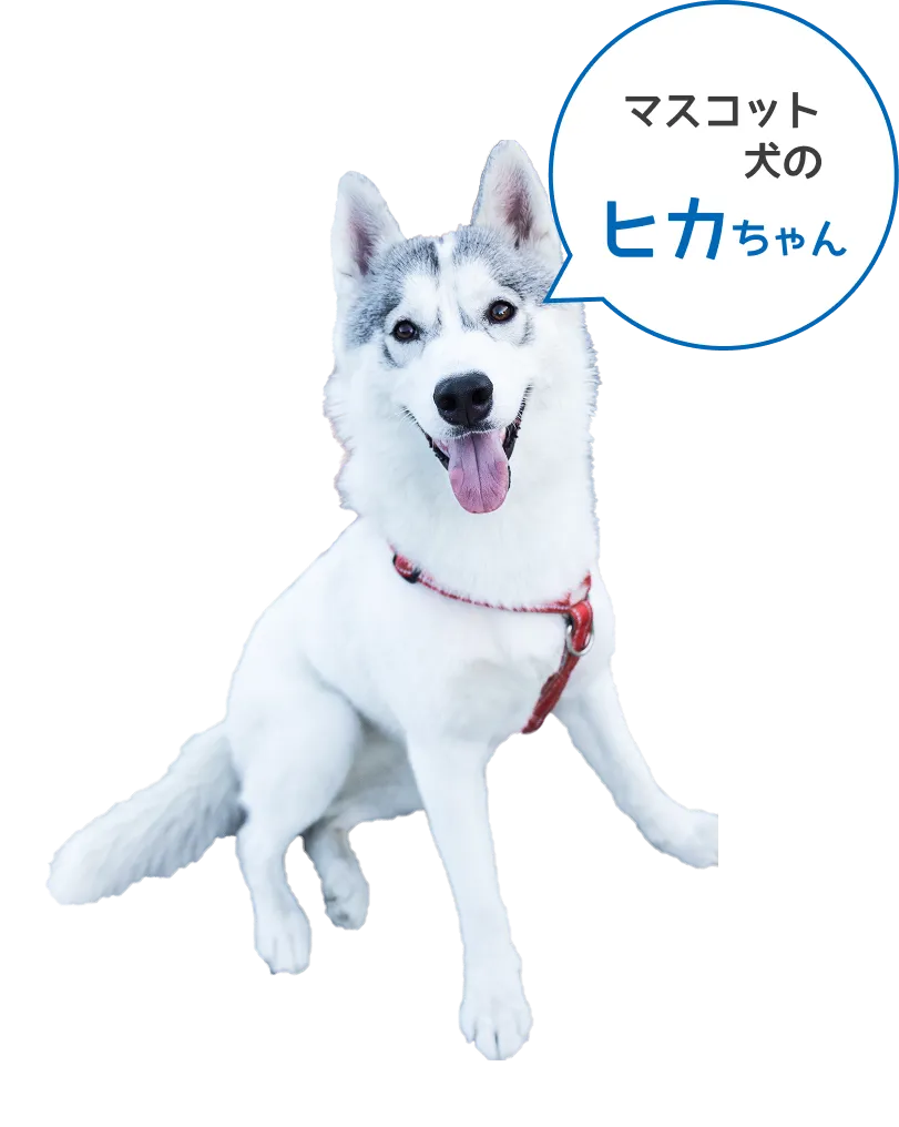 吹き出しで「マスコット犬のヒカちゃん」と紹介される白い犬。